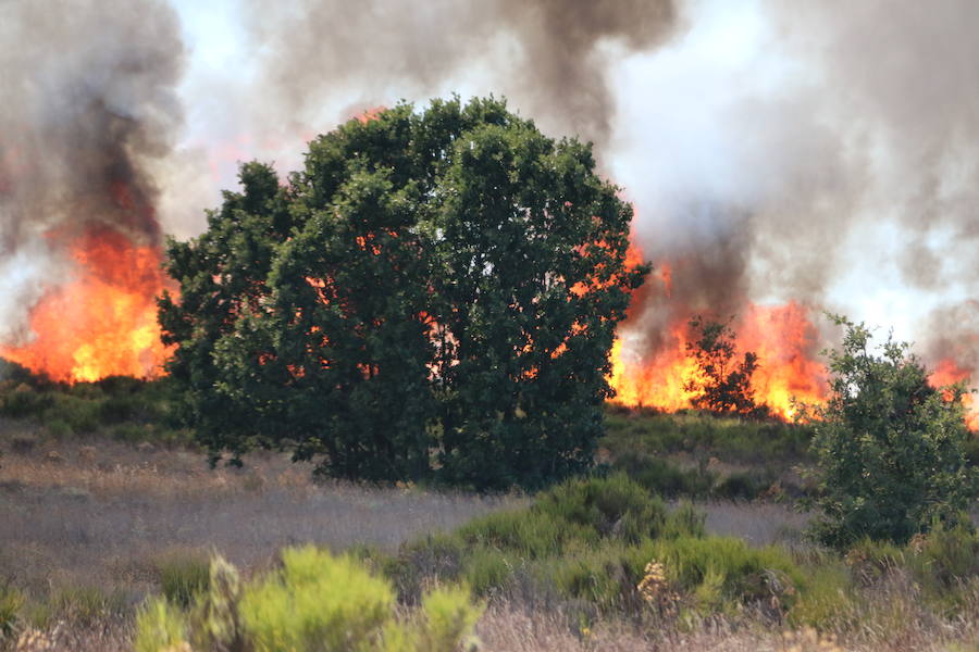 Oteruelo también se ha visto en vuelto en llamas. El incendio que se originó en la tarde de este jueves en el polígono industrial de Trobajo del Camino y en cuya extinción trabajan numerosos medios aéreos y terrestres, ha alcanzado la pedanía de la capital leonesa y se ha aproximado peligrosamente a las viviendas