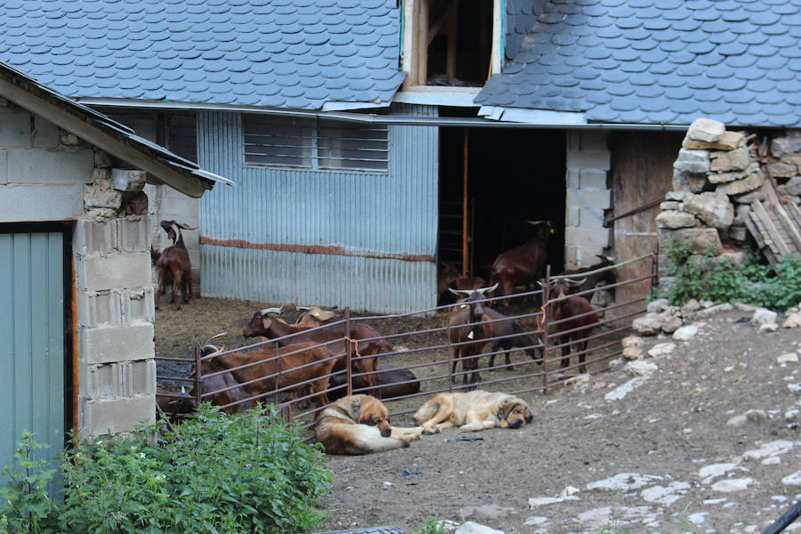 El arte de esquilar ovejas