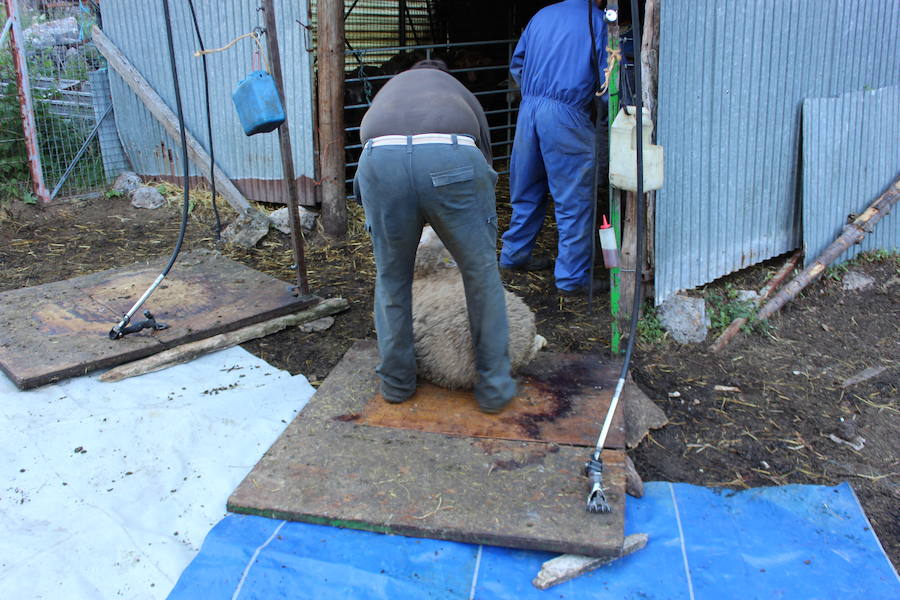 El arte de esquilar ovejas