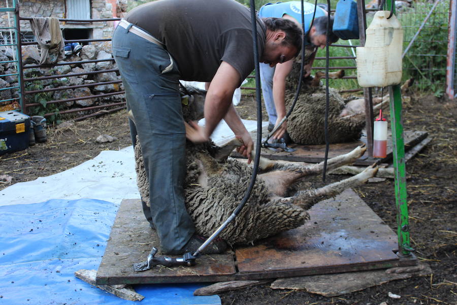 El arte de esquilar ovejas
