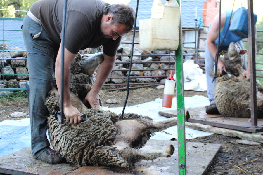 El arte de esquilar ovejas