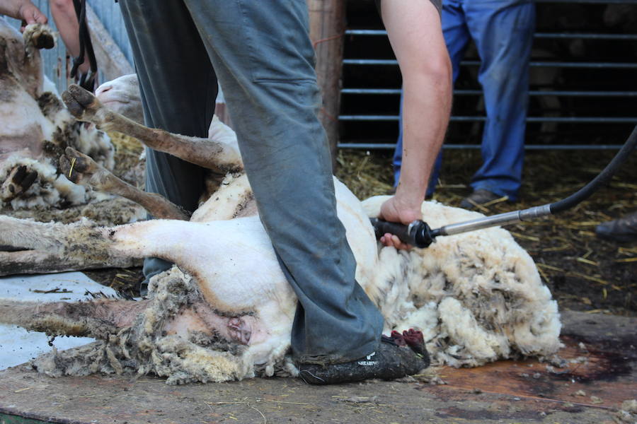 El arte de esquilar ovejas