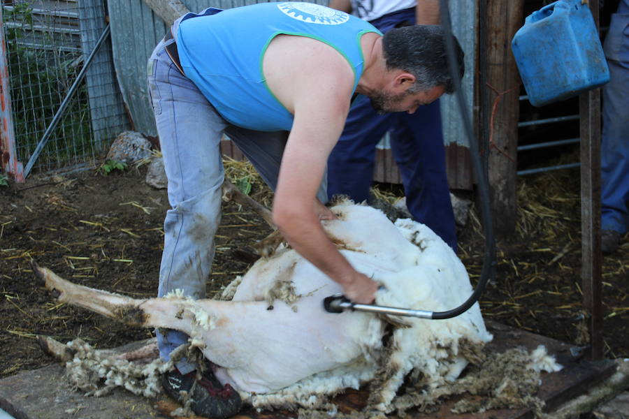 El arte de esquilar ovejas