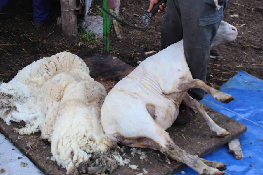 El arte de esquilar ovejas