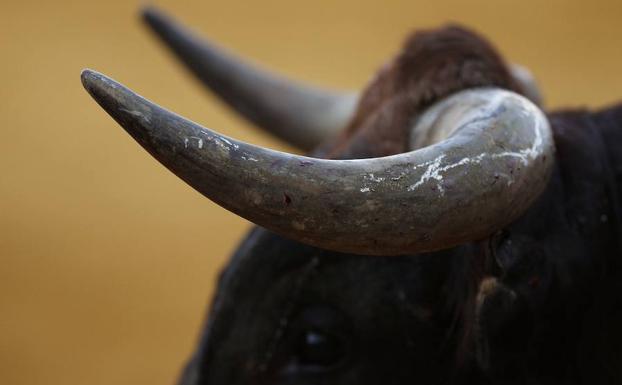 Toro de lidia durante una corrida en la Feria de Abril de Sevilla .