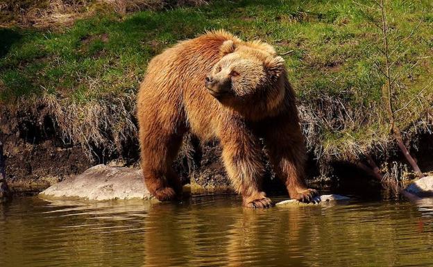 Oso Pardo a la orilla de un río 