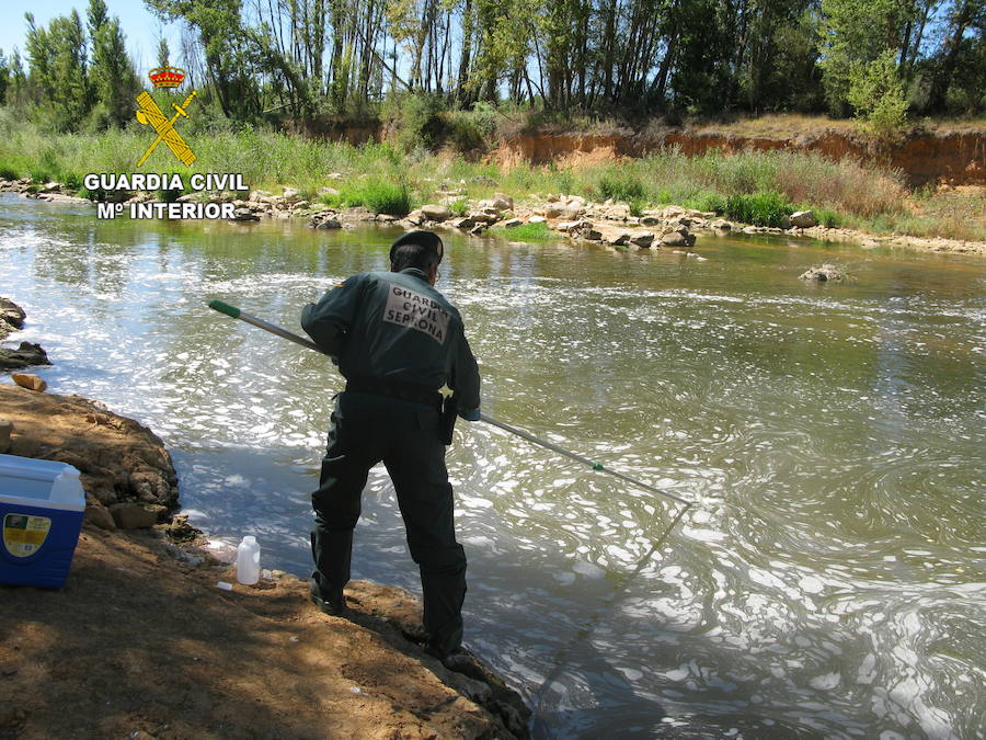 Efectivo de la Guardia Civil sacando las truchas muertas del río 