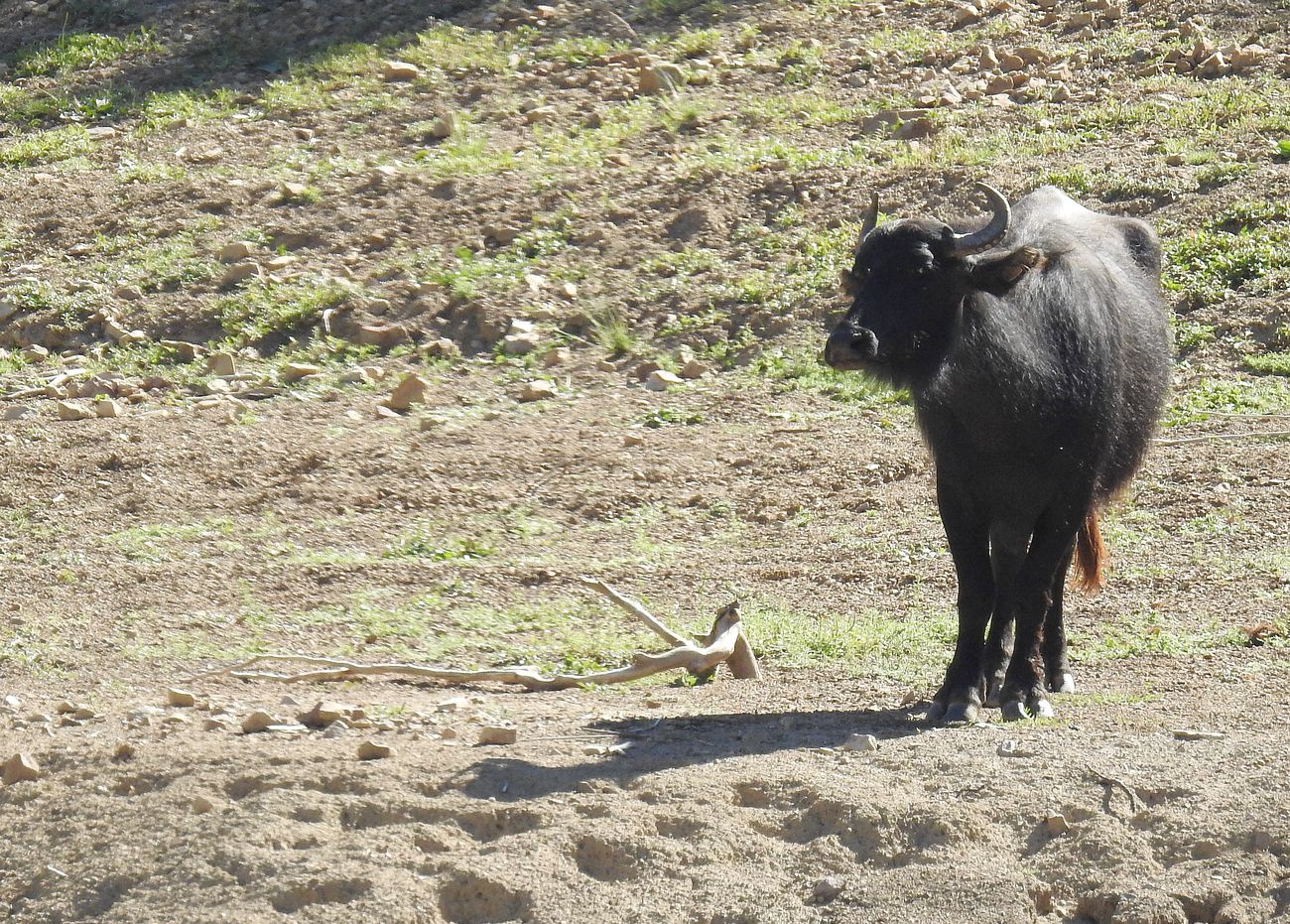 El Ayuntamiento de la localidad, que tiene bajo su tutela en la actualidad cuatro bisontes y cinco búfalas, hará intercambios con Cabárceno y apuesta por la reproducción