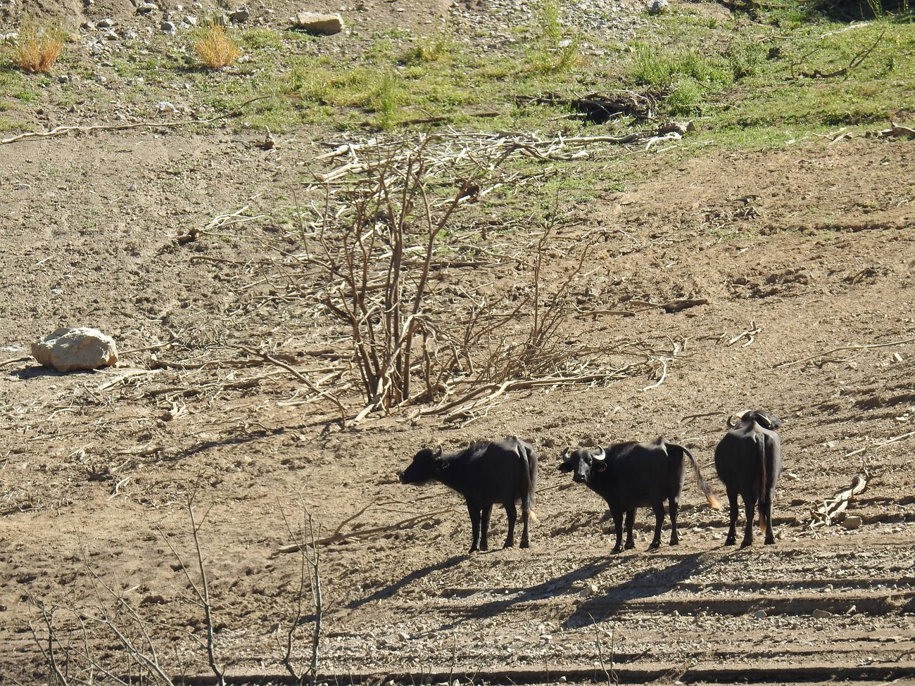 El Ayuntamiento de la localidad, que tiene bajo su tutela en la actualidad cuatro bisontes y cinco búfalas, hará intercambios con Cabárceno y apuesta por la reproducción