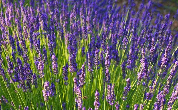 Lavanda.