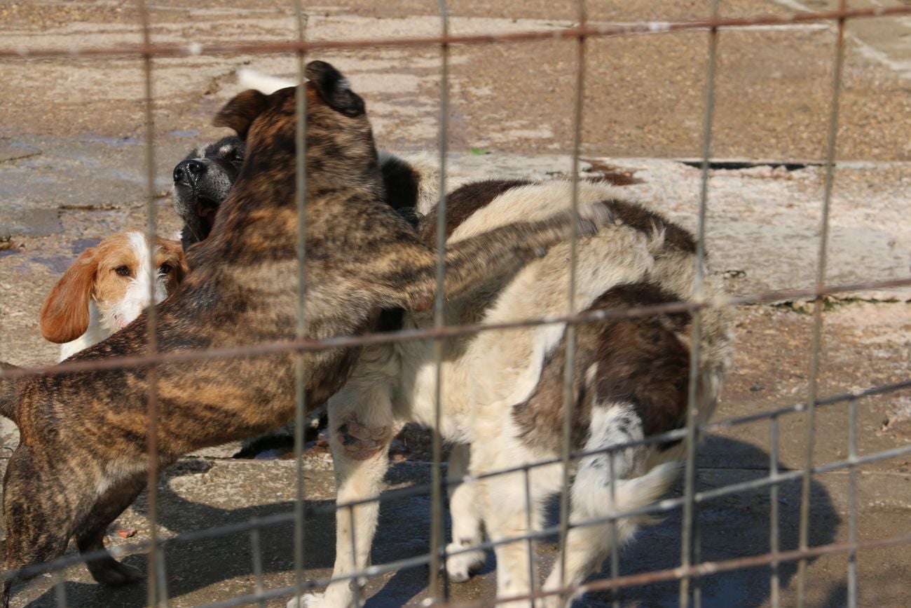 León mima a sus perros