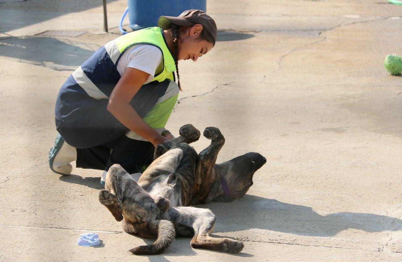 León mima a sus perros