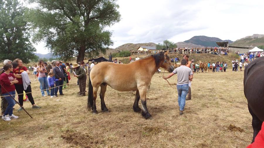 Hispano Bretón, una raza de montaña