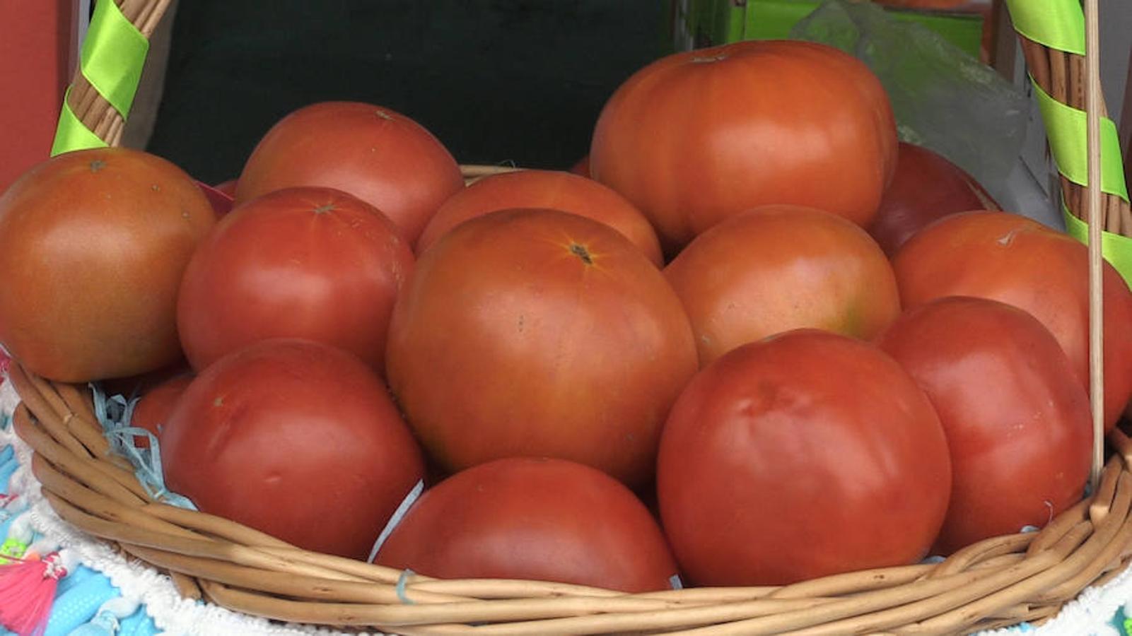 El tomate, rey en Mansilla