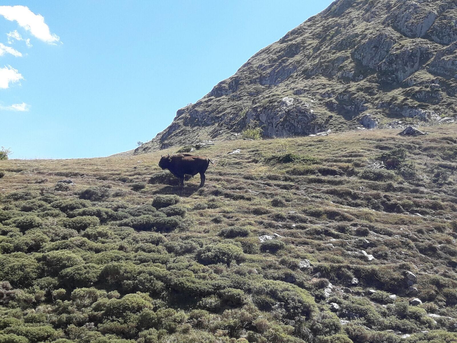 Un bisonte anda suelto