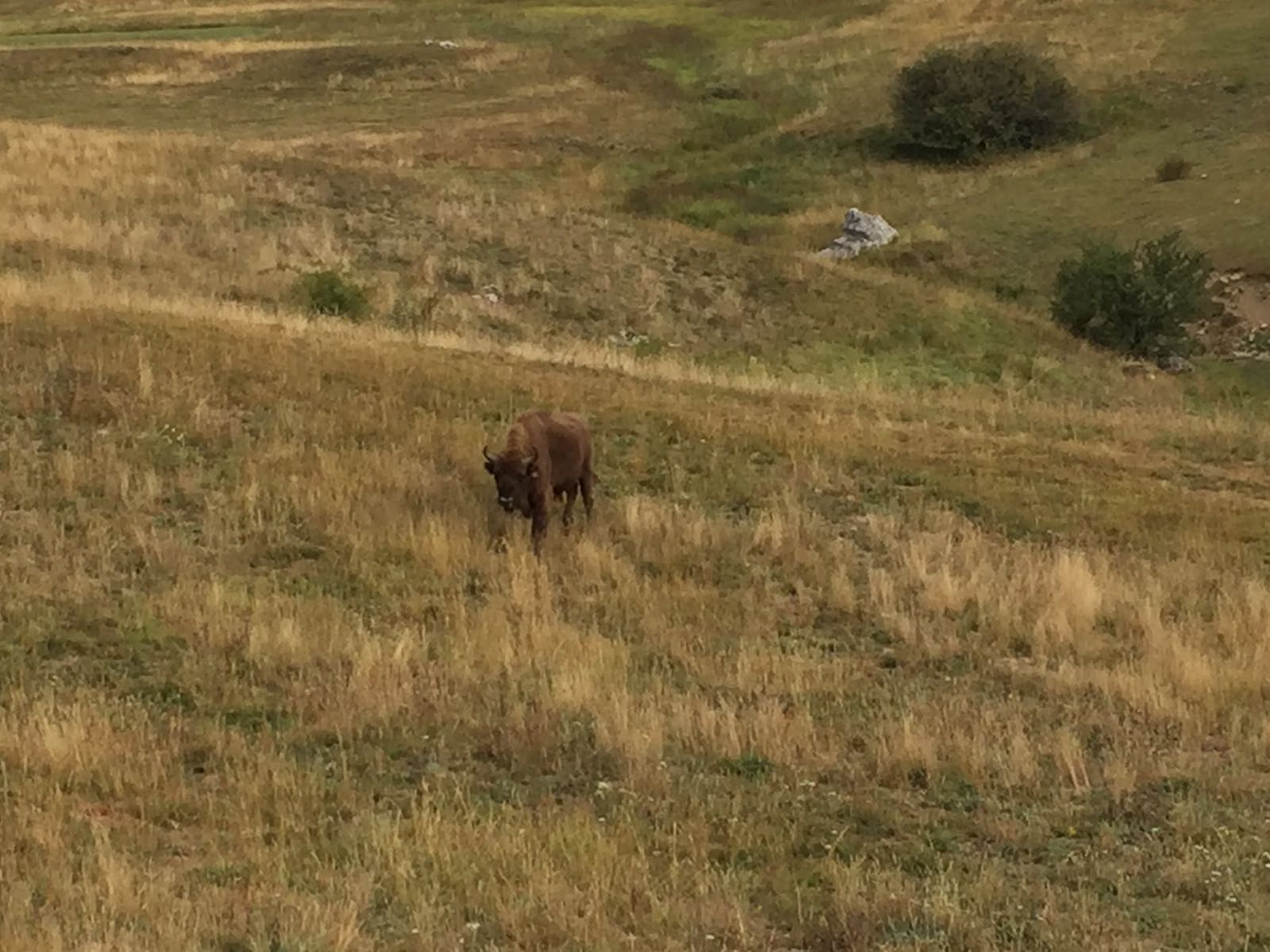 Un bisonte anda suelto