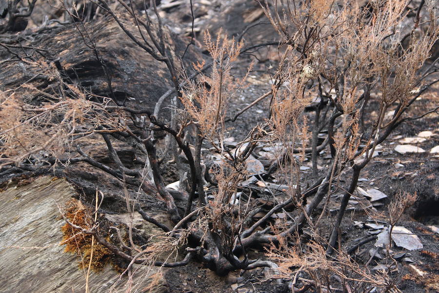 La Cabrera, la desolación tras el fuego