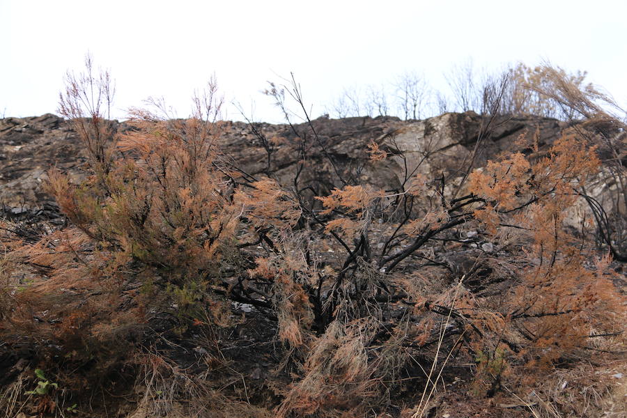 La Cabrera, la desolación tras el fuego