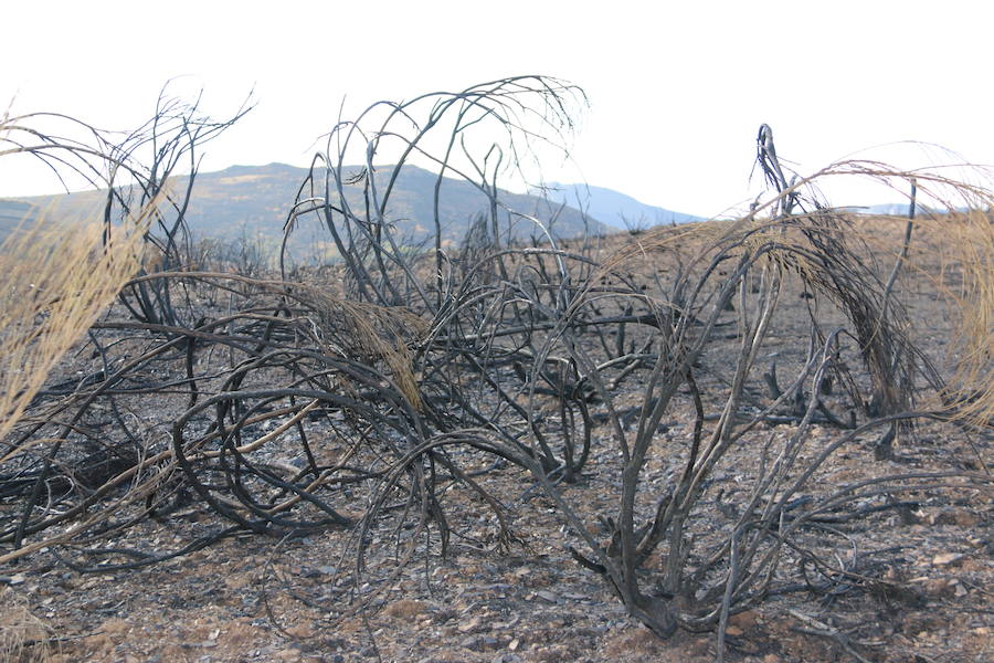 La Cabrera, la desolación tras el fuego