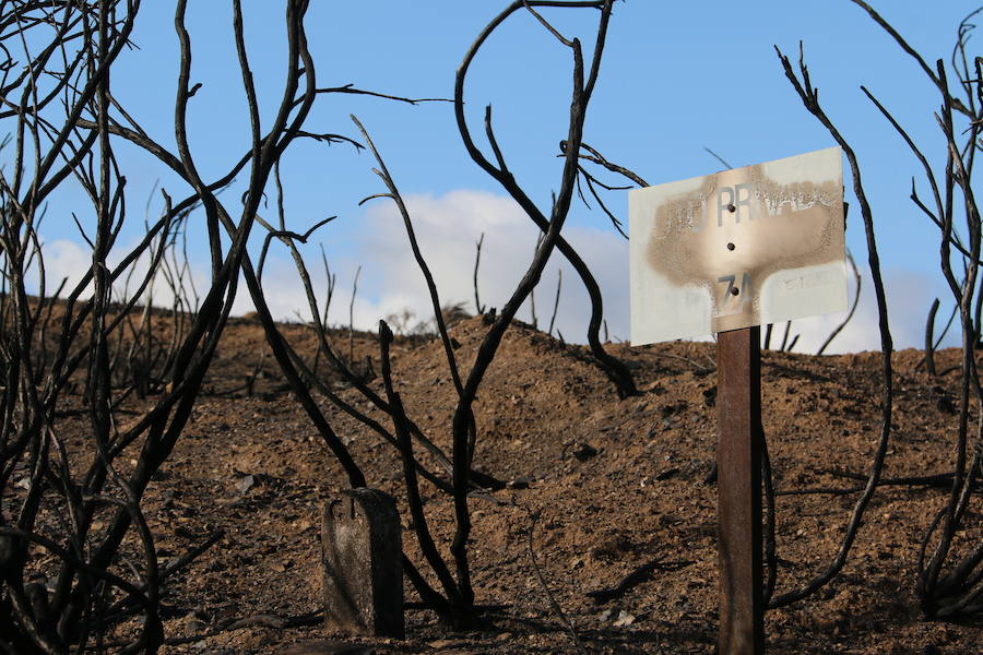 La Cabrera, la desolación tras el fuego