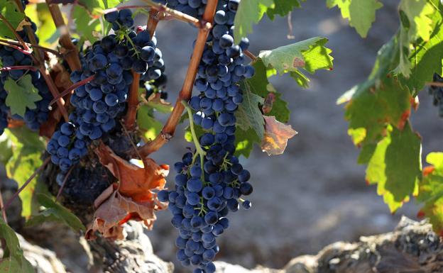 Agroseguro estima indemnizaciones de 24,9 millones por daños en la uva de vinificación en Castilla y León
