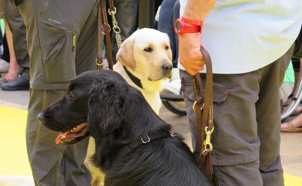 Los veterinarios de Castilla y León advierten de la obligación de vacunar contra la rabia a las mascotas