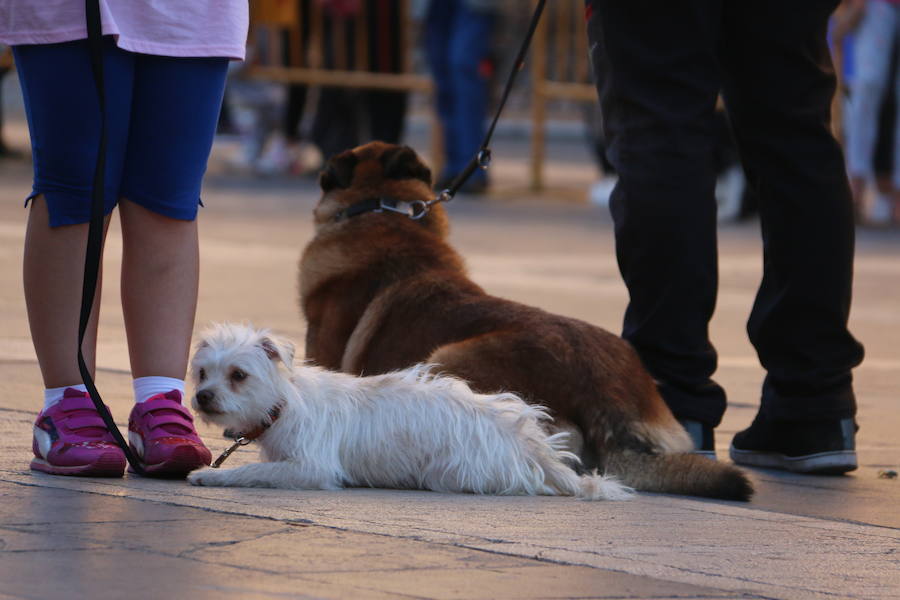 Exhibición canina a los pies de la Catedral