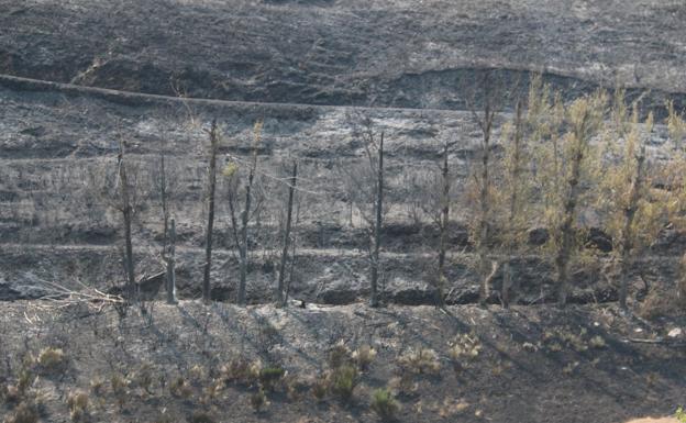 Una de las zonas arrasadas por el fuego de La Cabrera.