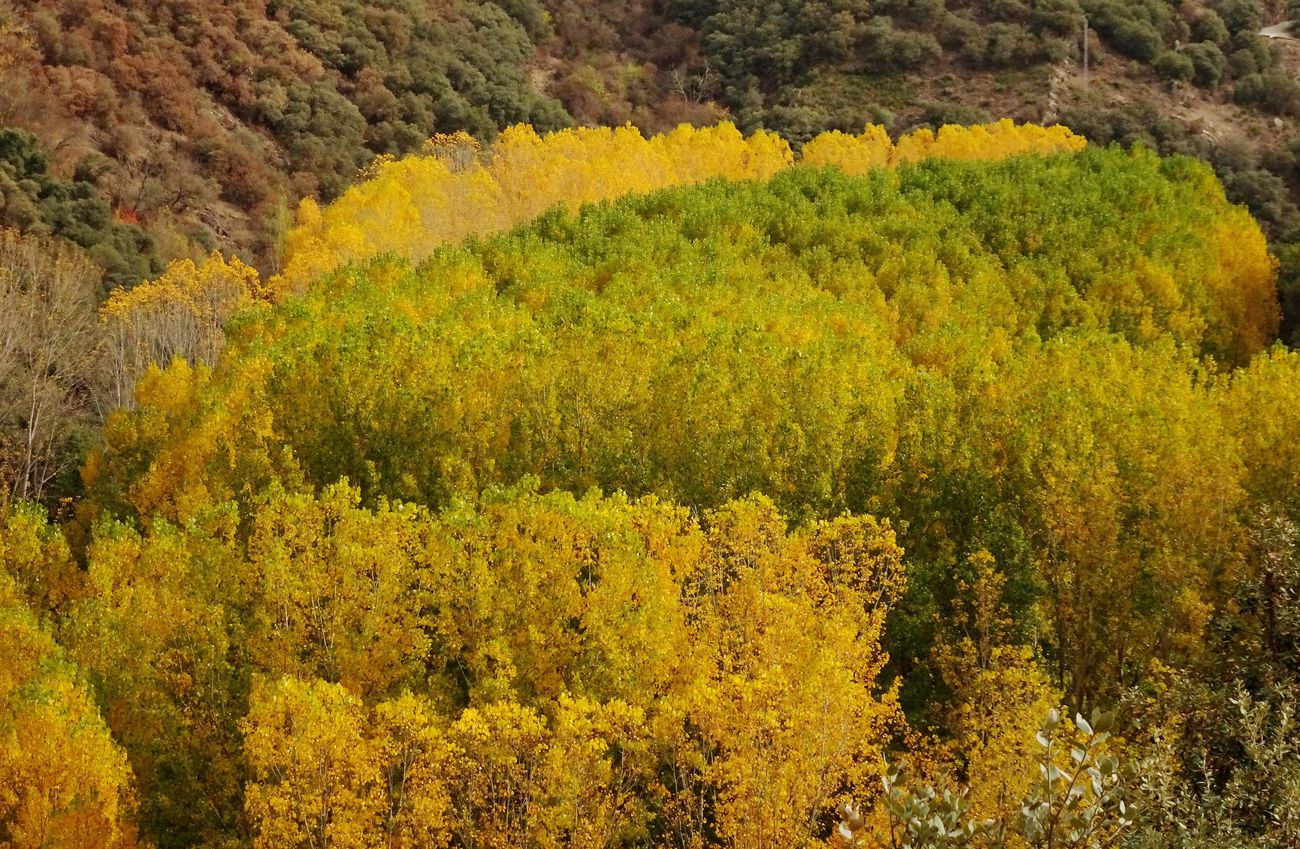 El Otoño llena de color El Bierzo.