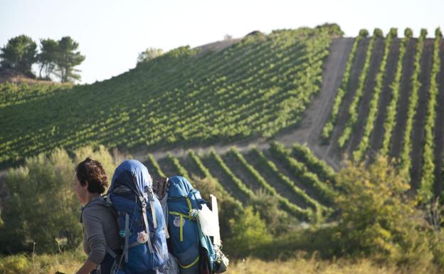 Imagen de un grupo de viñedos en El Bierzo.
