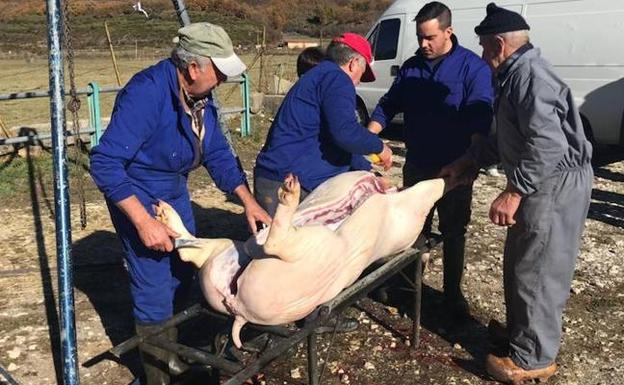 Galería. Tradicional matanza del cerdo. 