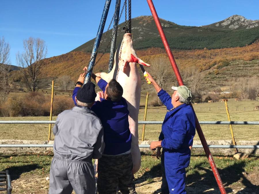 Tradicional matanza del cerdo