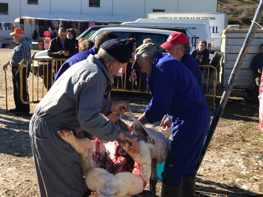 Tradicional matanza del cerdo