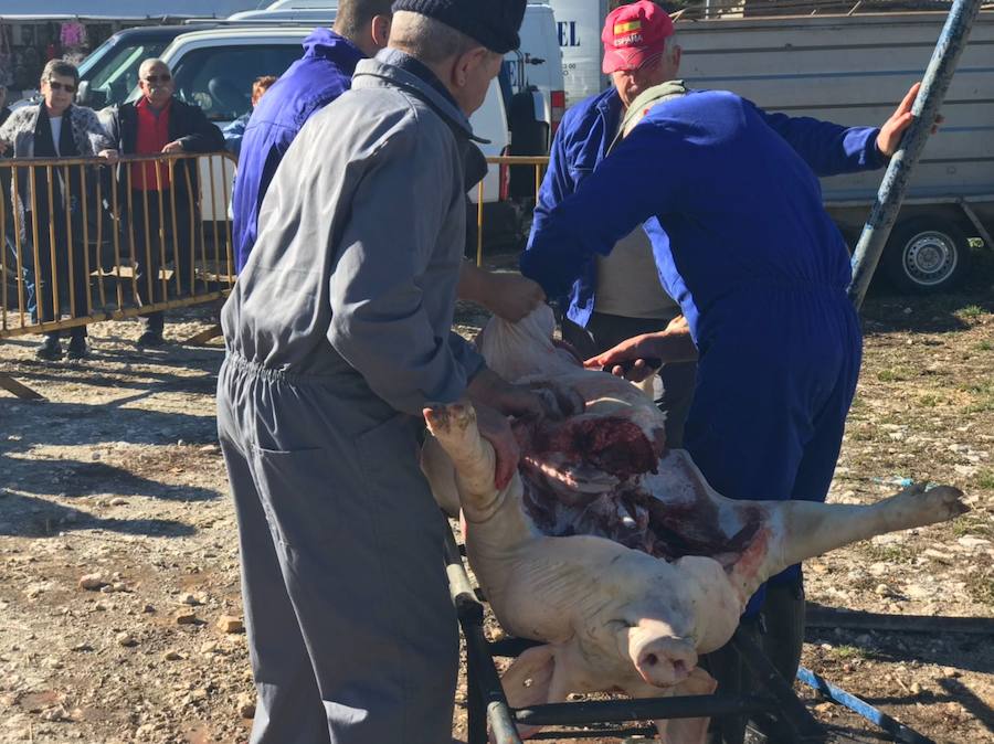 Tradicional matanza del cerdo