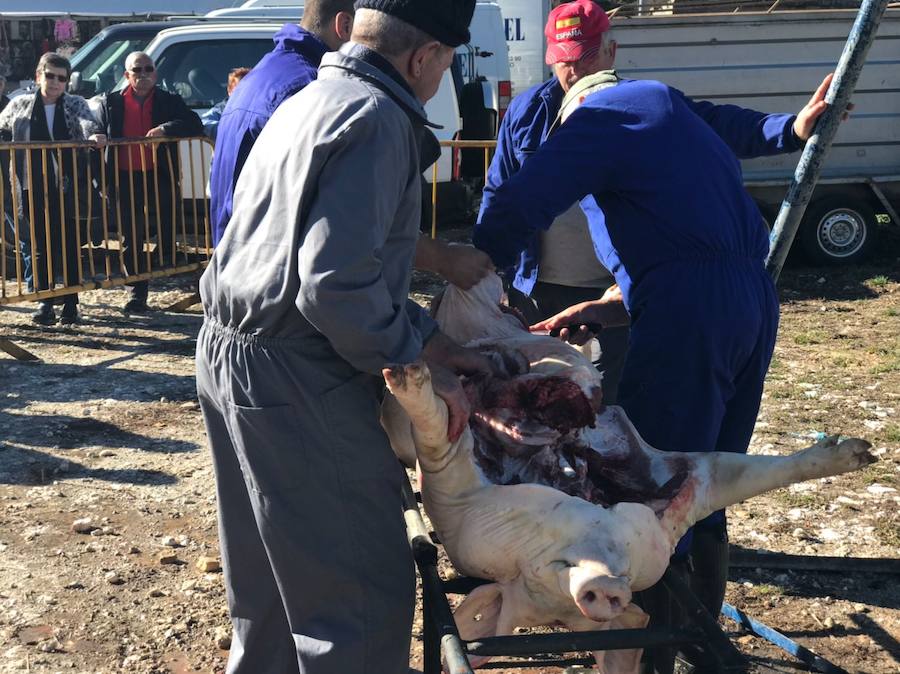 Tradicional matanza del cerdo