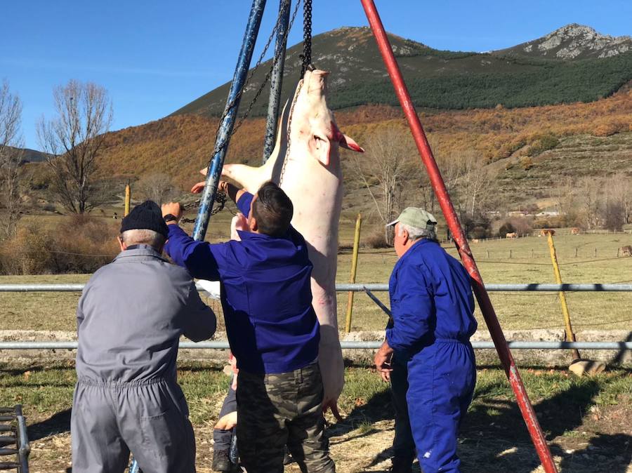 Tradicional matanza del cerdo