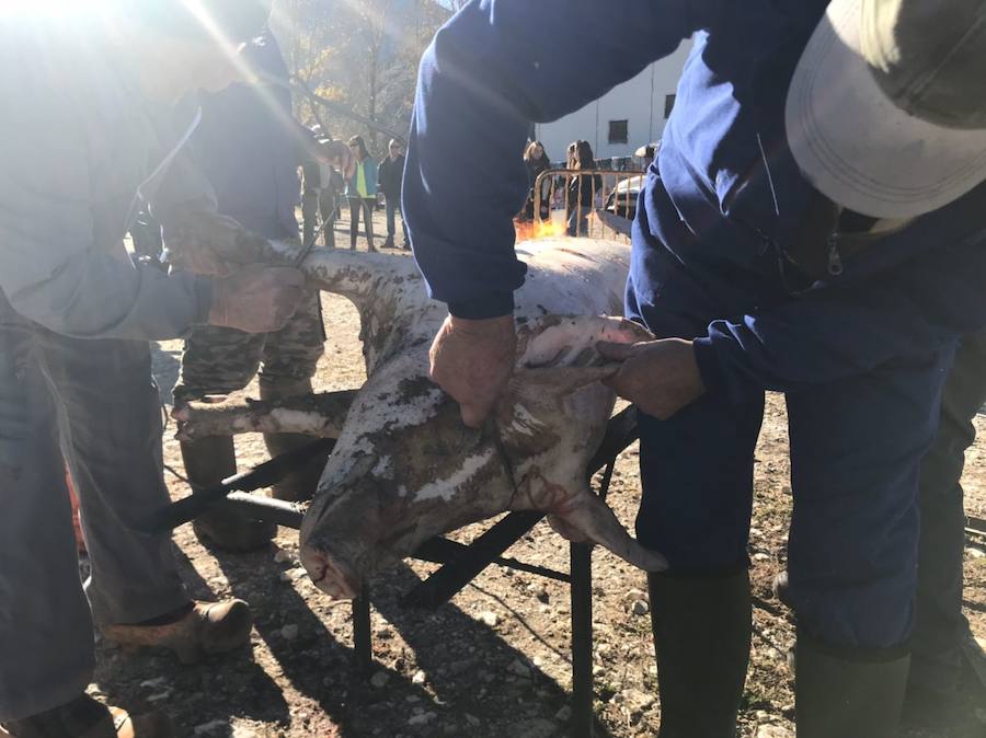 Tradicional matanza del cerdo