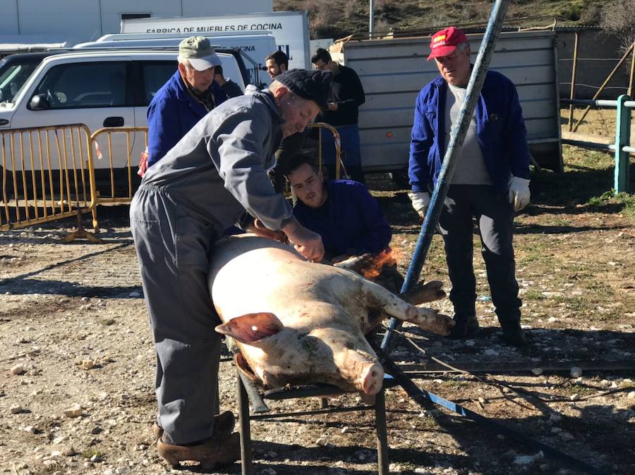 Tradicional matanza del cerdo