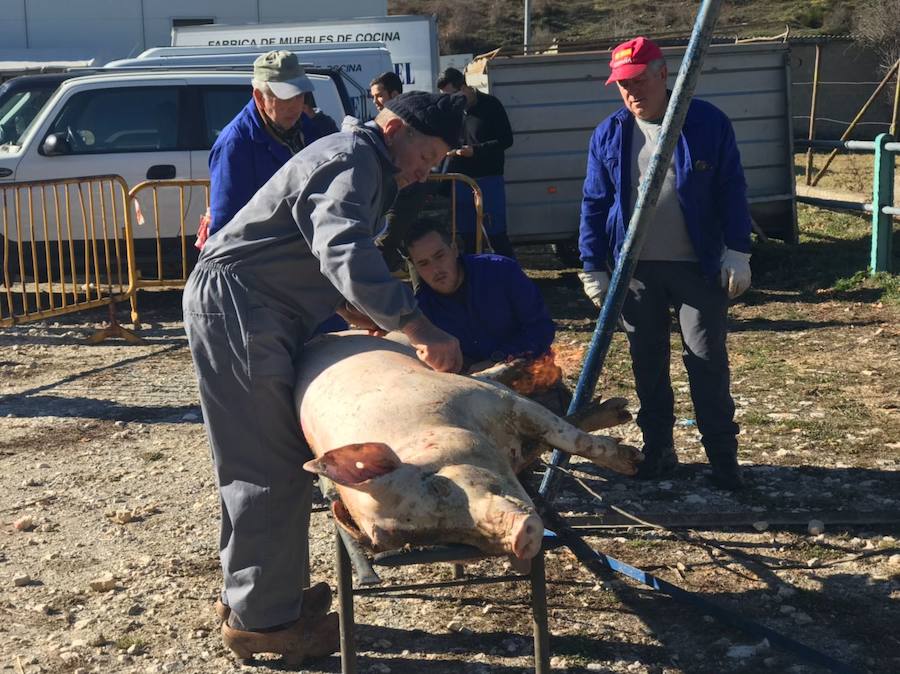 Tradicional matanza del cerdo