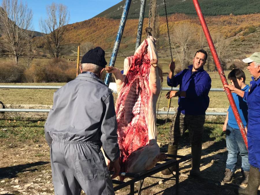 Tradicional matanza del cerdo