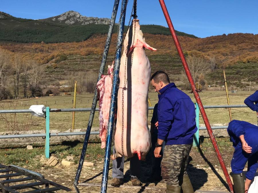 Tradicional matanza del cerdo