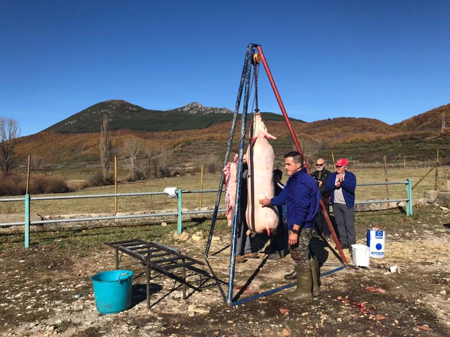 Tradicional matanza del cerdo