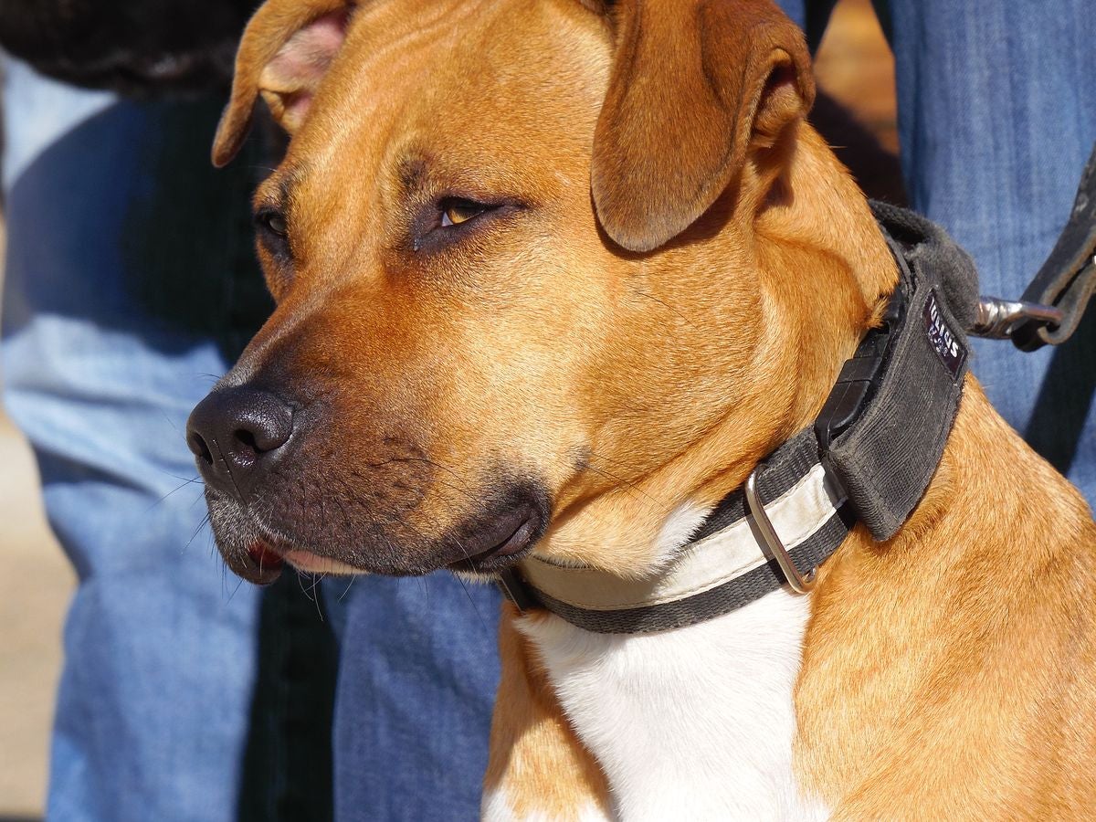 Educando desde el cariño, en Spanish Dog