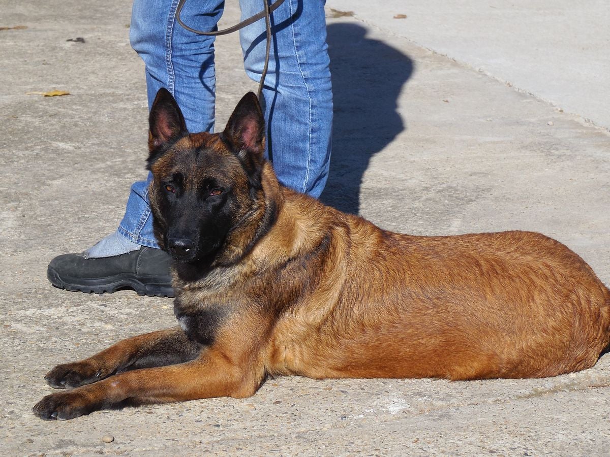 Educando desde el cariño, en Spanish Dog