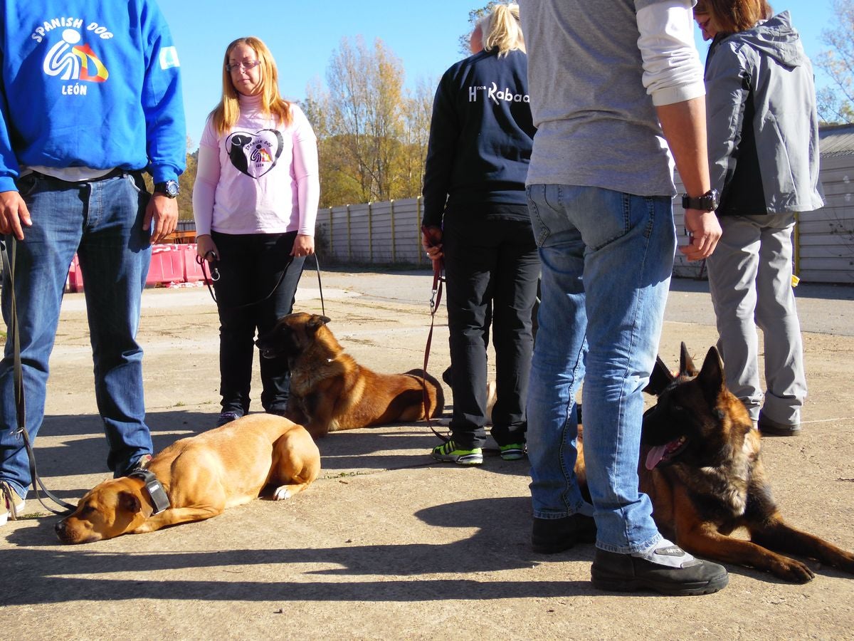 Educando desde el cariño, en Spanish Dog