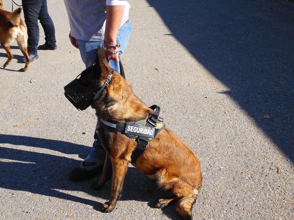 Educando desde el cariño, en Spanish Dog