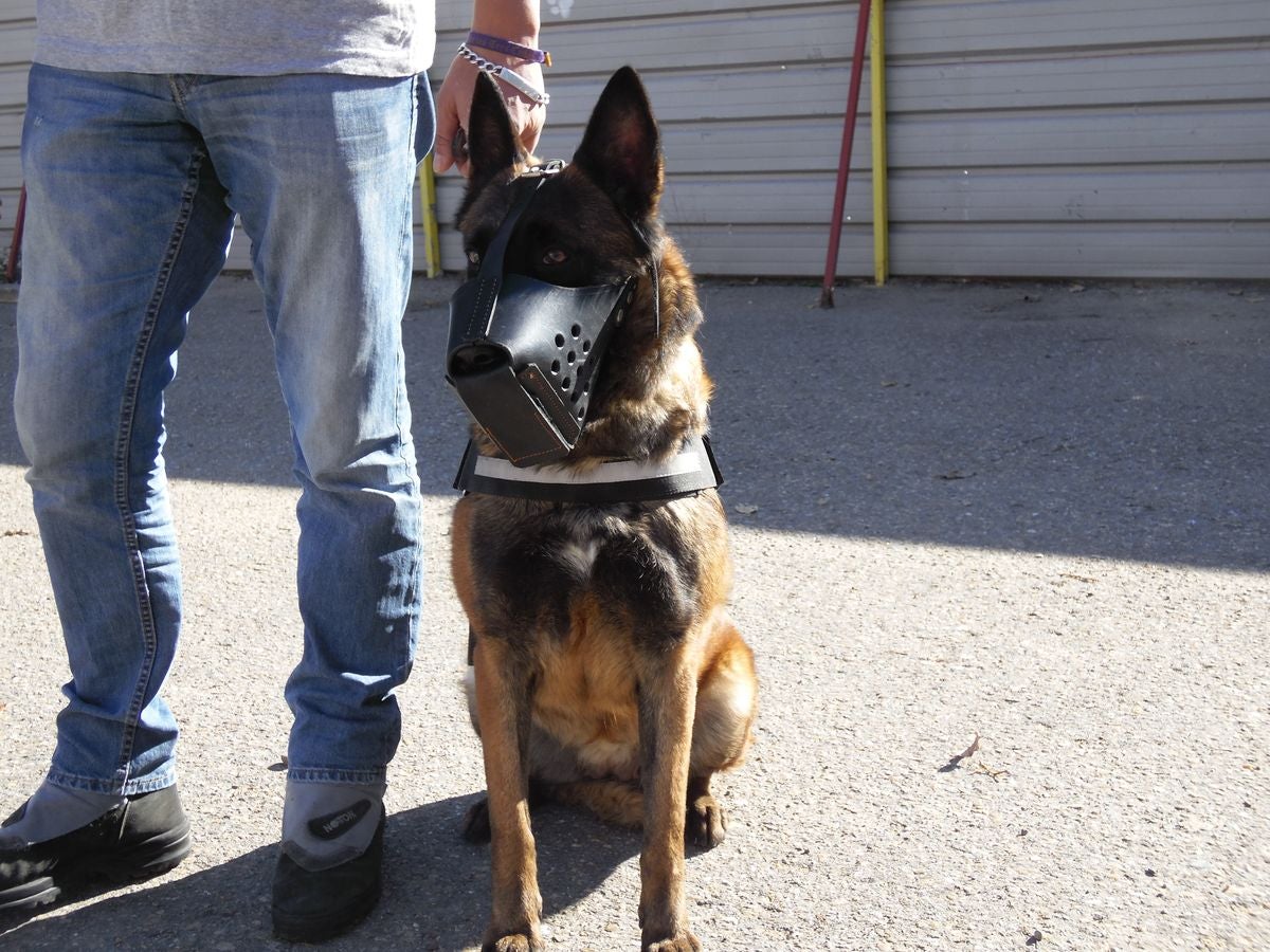 Educando desde el cariño, en Spanish Dog