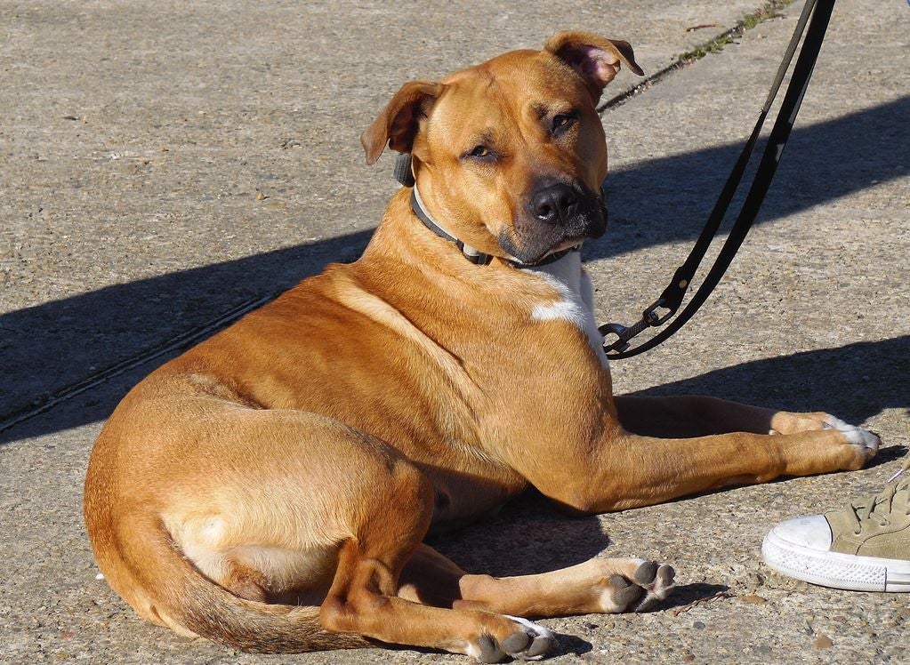 Educando desde el cariño, en Spanish Dog