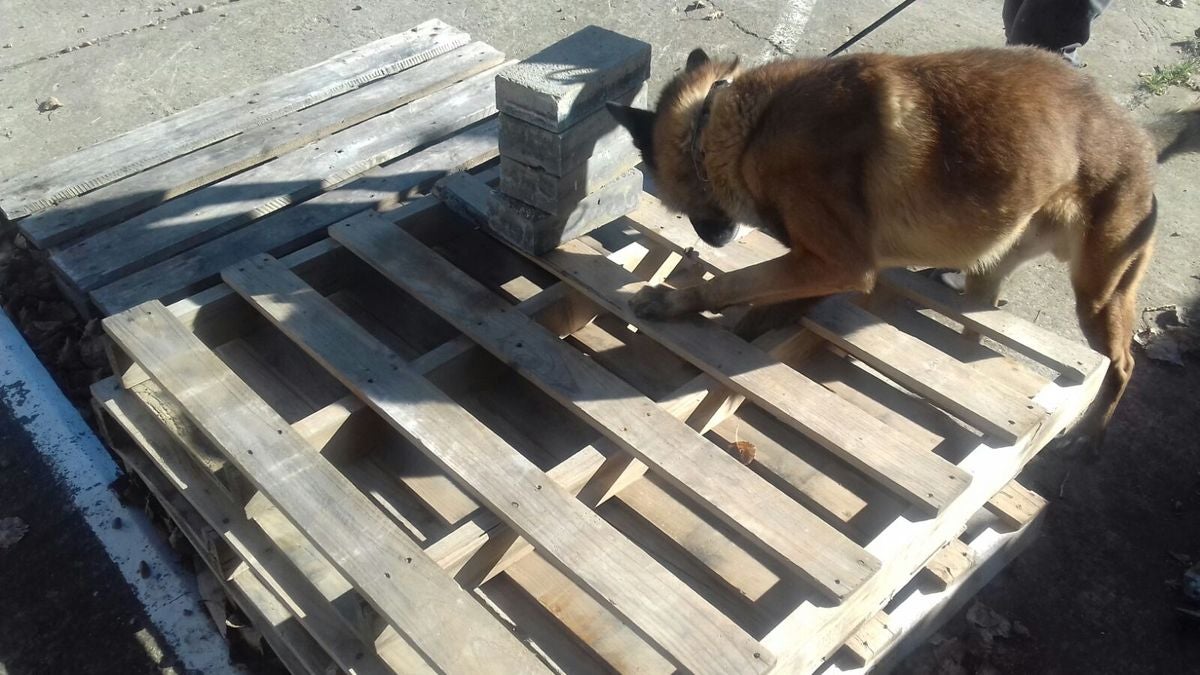 Educando desde el cariño, en Spanish Dog