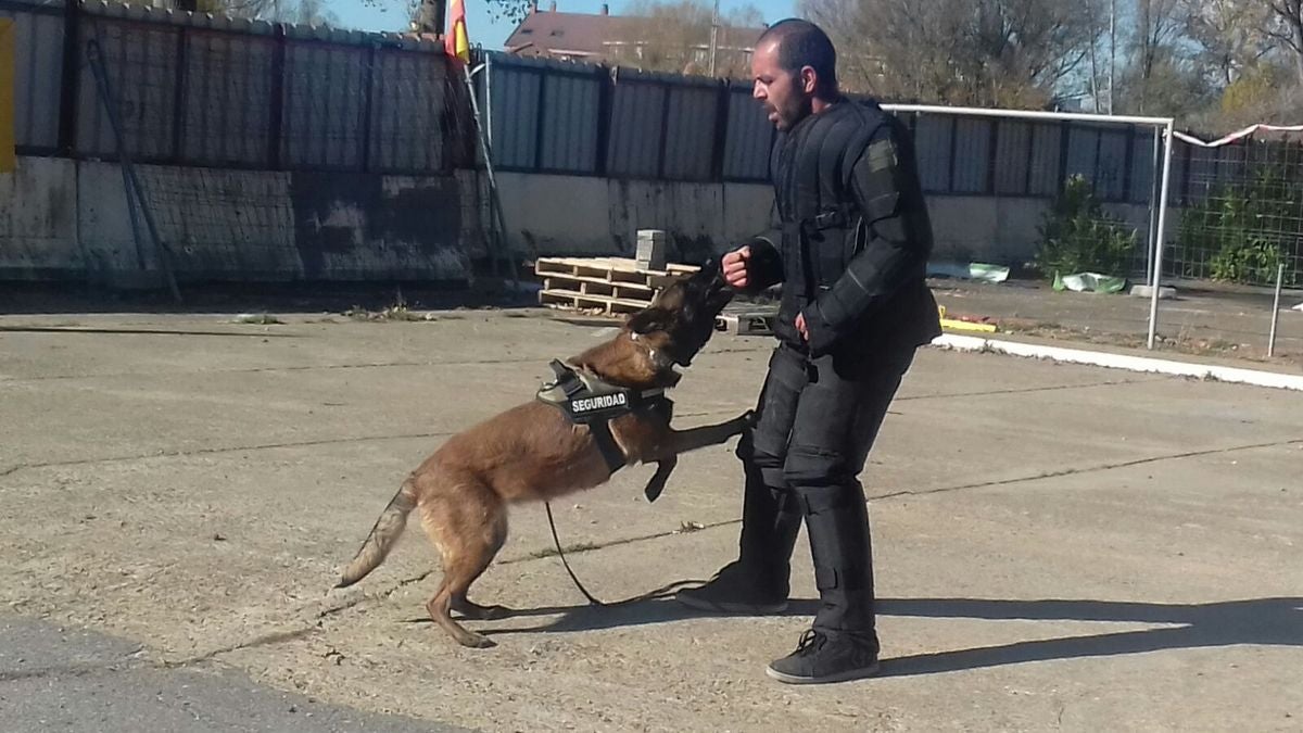 Educando desde el cariño, en Spanish Dog